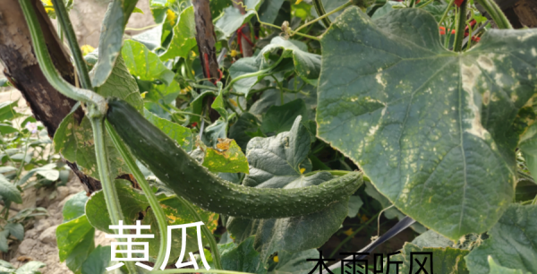 7月种植什么农作物