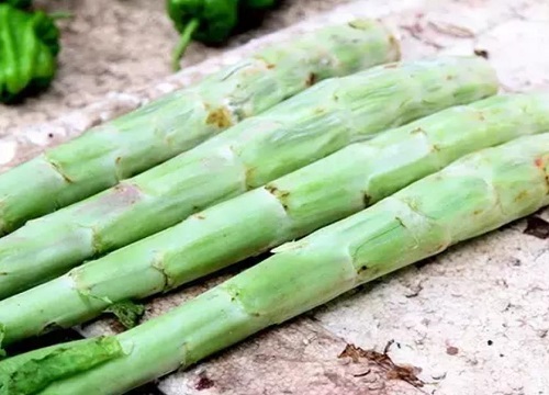 莴苣是寒性还是热性食物