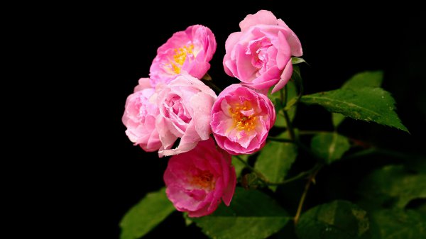 最容易爱上双鱼座的3个星座