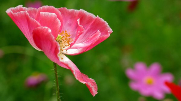 最容易爱上双鱼座的3个星座