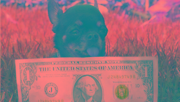 十大最小的狗排名