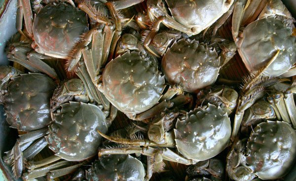 鲜活螃蟹怎样保存才能活的更久