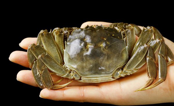 鲜活螃蟹怎样保存才能活的更久