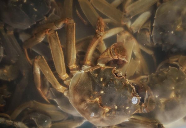 鲜活螃蟹怎样保存才能活的更久