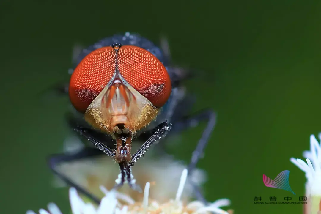 苍蝇为什么老是搓手搓脚