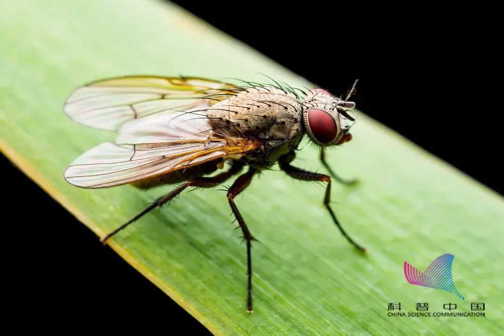 苍蝇为什么老是搓手搓脚