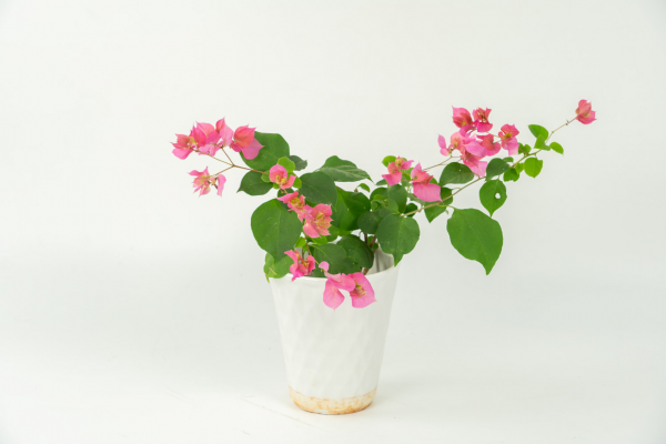 一年四季都开的花有哪些品种