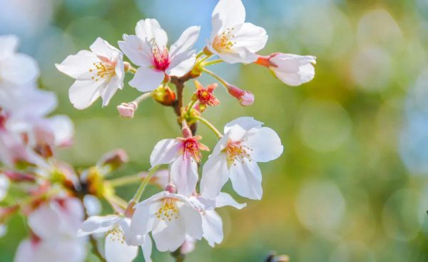 三月初三是什么日子有什么讲究
