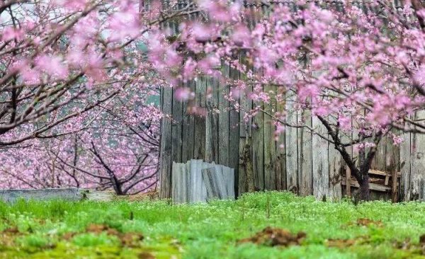 三月初三是什么日子有什么讲究