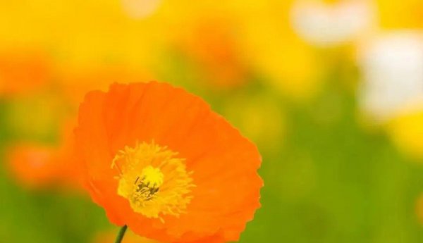 三月初三是什么日子有什么讲究