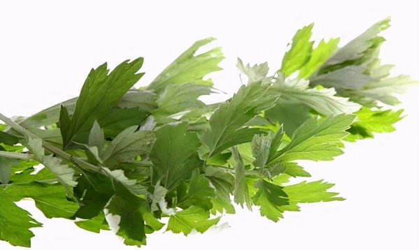 野艾蒿是不是就是艾草图片