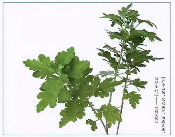 野艾蒿是不是就是艾草图片
