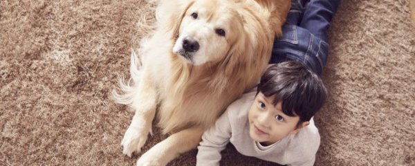 金毛喜欢吃什么食物