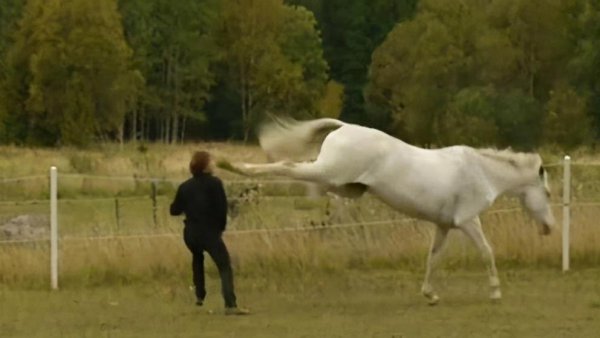 为什么马站着睡觉