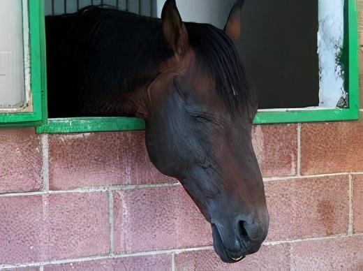 为什么马站着睡觉