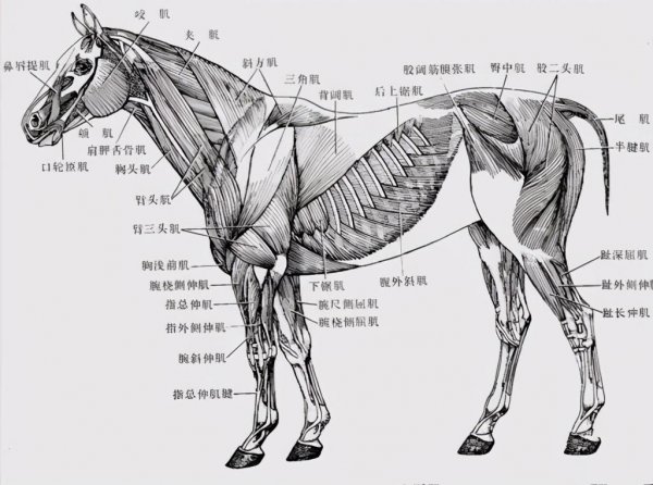 为什么马站着睡觉