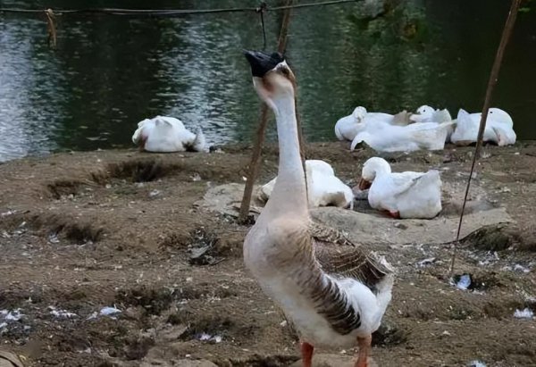 长期用什么驱蛇最好