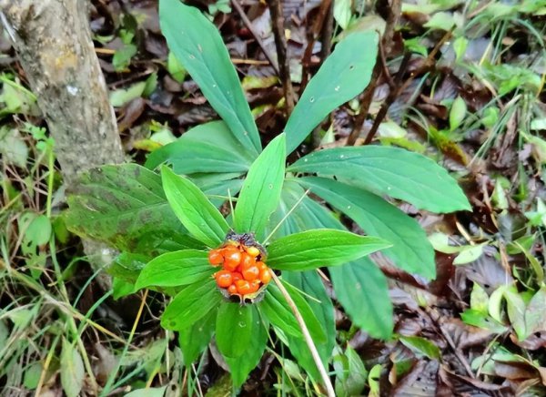 长期用什么驱蛇最好