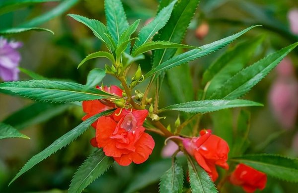 长期用什么驱蛇最好