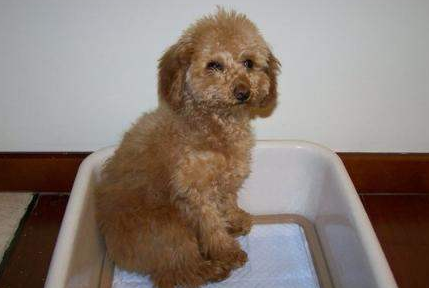 泰迪狗狗怎么训练定点大小便