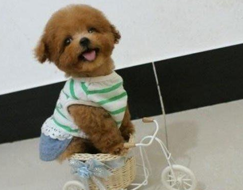 泰迪狗狗怎么训练定点大小便