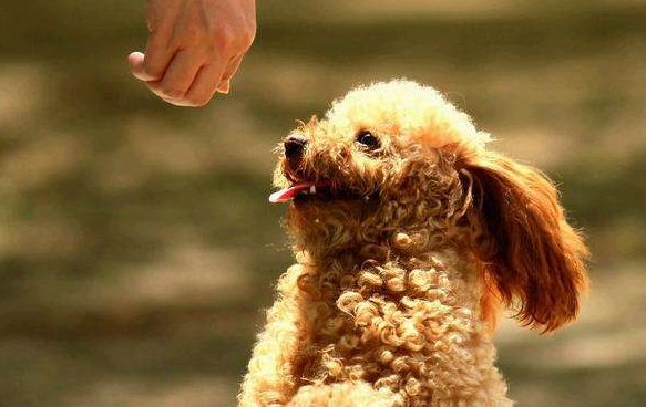 泰迪狗狗怎么训练定点大小便