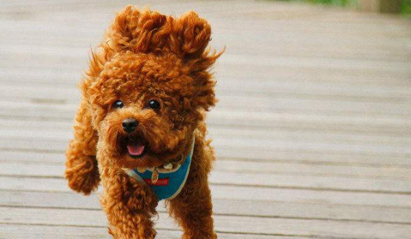 泰迪狗狗怎么训练定点大小便