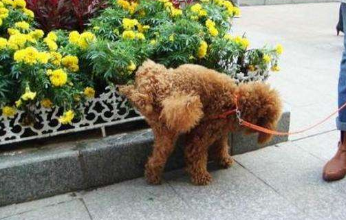 泰迪狗狗怎么训练定点大小便