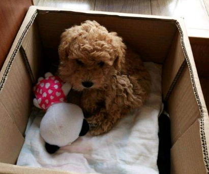 泰迪狗狗怎么训练定点大小便