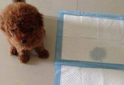 泰迪狗狗怎么训练定点大小便