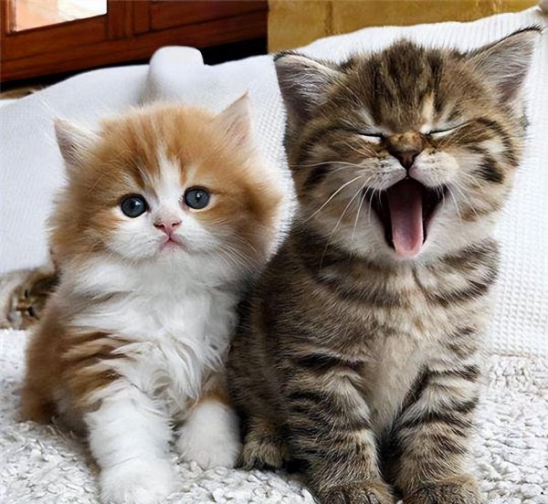 猫半夜嗷嗷叫怎么回事