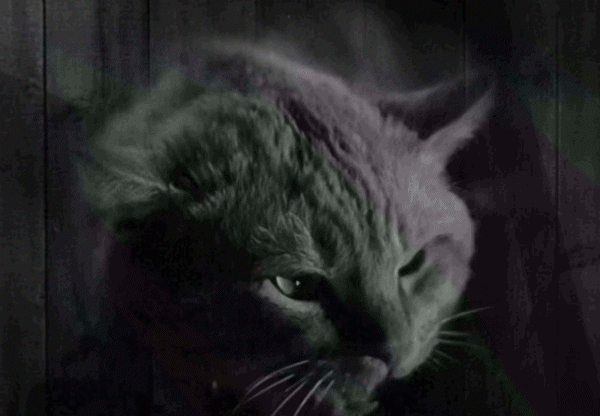 猫半夜嗷嗷叫怎么回事