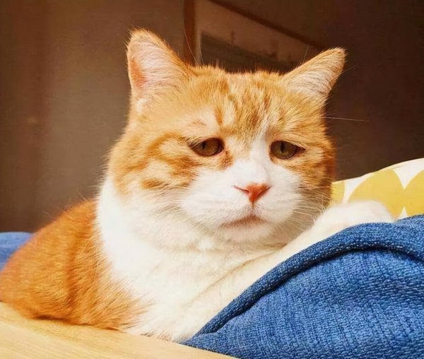 猫半夜嗷嗷叫怎么回事