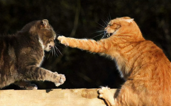 猫半夜嗷嗷叫怎么回事