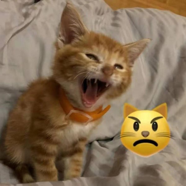 猫半夜嗷嗷叫怎么回事