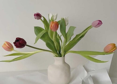 郁金香水培养殖方法图解