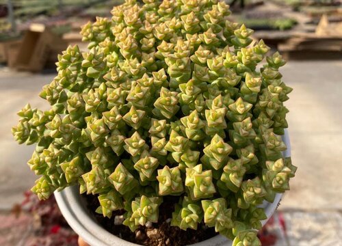 小米星怎么爆盆