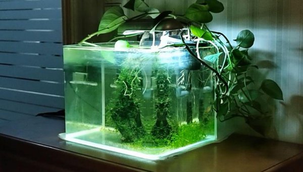 鱼缸水发黄但是水很清怎么办