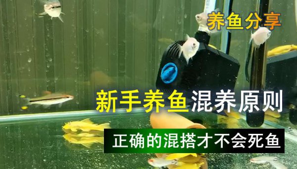 鱼缸水发黄但是水很清怎么办