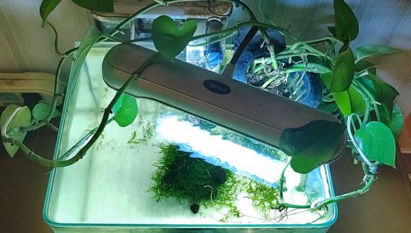 鱼缸水发黄但是水很清怎么办