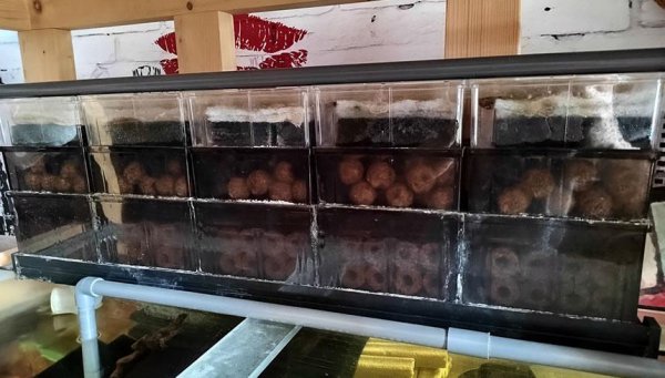 鱼缸水发黄但是水很清怎么办