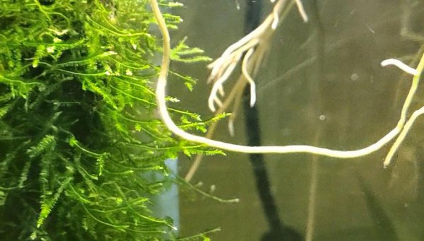 鱼缸水发黄但是水很清怎么办