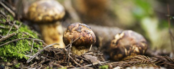 松茸可以冷冻多久