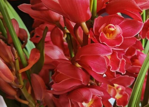 兰花如何做好防虫工作