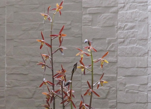 兰花如何做好防虫工作