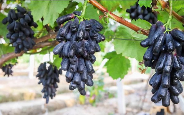 蓝宝石葡萄优缺点