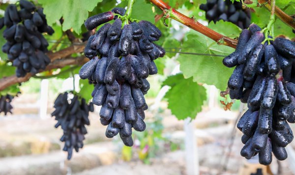 蓝宝石葡萄优缺点