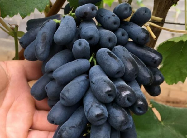 蓝宝石葡萄优缺点