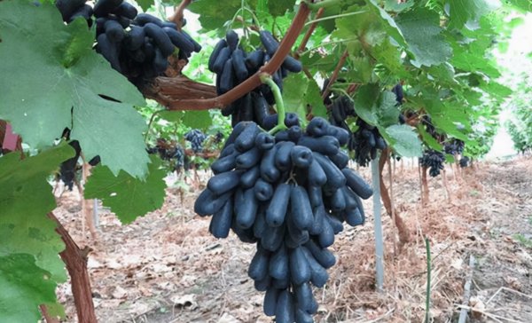 蓝宝石葡萄优缺点