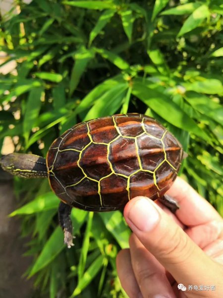 哪种乌龟最好养不生病
